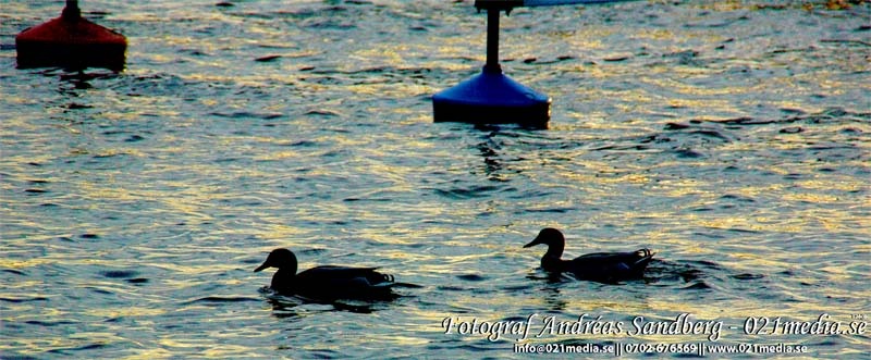 Foto: 021media.se/ARKIVBILD